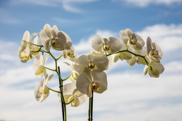White orchid flowers, variety Phalaenopsis, with the sky in the background.