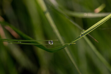 Tautropfen zwischen Halmen, Makroaufahme