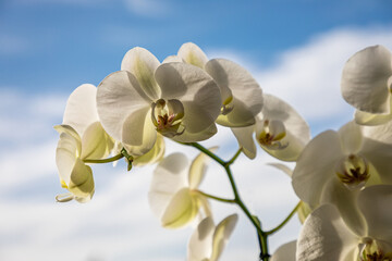White orchid flowers, variety Phalaenopsis, with the sky in the background.