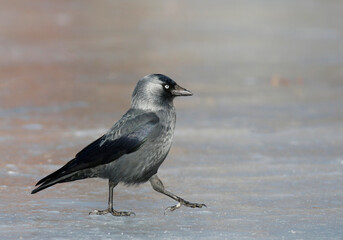 Jackdaw