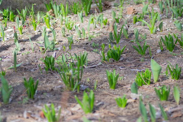 Hyacinth sprouts in a row in the garden, bunch of plant's stems, first spring flowers, beauty in nature