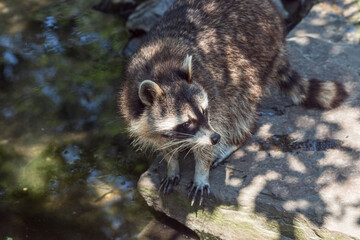 Raccoon on a stone by the water