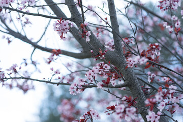 Beautiful ornamental cherry blossom close up in a park when spring is coming
