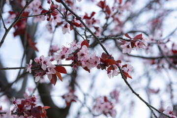 Beautiful ornamental cherry blossom close up in a park when spring is coming