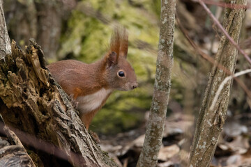 Squirrel