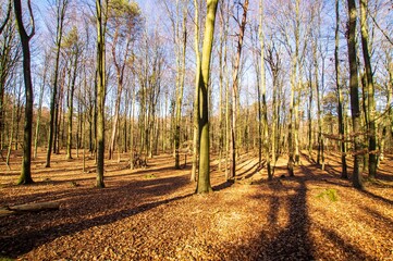 Fototapeta premium End of winter in Forrest with blue sky