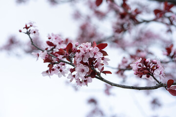 Beautiful ornamental cherry blossom close up in a park when spring is coming