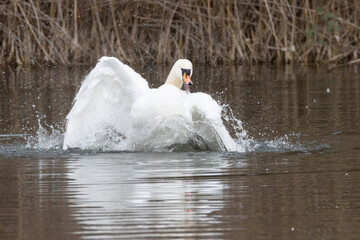 Swan in Water