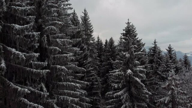 winter pine trees in the mountains