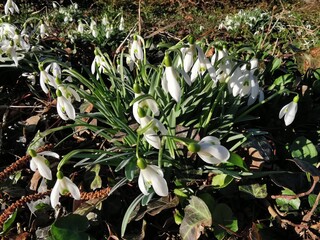 snowdrops in the forest