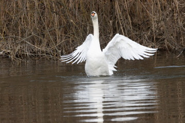 Swan in Water