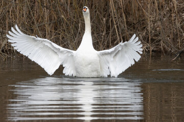 Swan in Water
