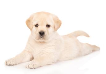 Cute Golden Retriever puppy looks at camera. isolated on white background