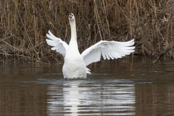 Fototapeta premium Swan
