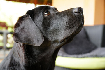 portrait of a Dara