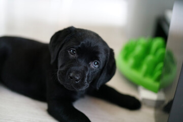 black labrador retriever puppy