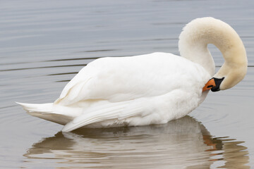 Swan