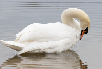 Swan