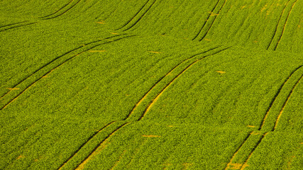 Autumn landscapes in South Moravia, Bohemia. The undulating fields shimmer with shades of green, brown and yellow.