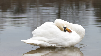 Swan