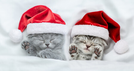 Two cute kittens wearing red santa's hats sleeps under a white blanket on a bed. Top down view