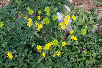 Wild yellow African Daisies in the field during a sunny spring day near Corinthos, Greece. yellow African Daisies