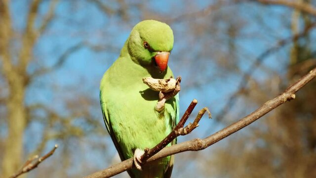 Close-up of a ring neck parakeet, also known as rose-ringed parakeet, perched on a tree and eating a peanut