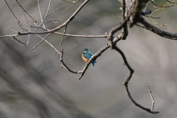 common kingfisher on the branch