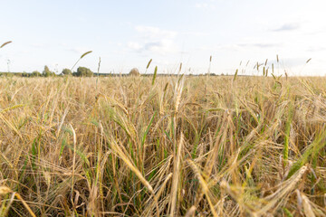 Ears of wheat in the field