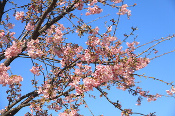 Beautiful Cherry Blossom in Kagoshima during Spring, Japan
