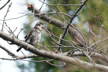 dusky thrush on the branch