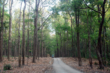 path in the forest