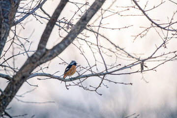 日本の冬の鳥、ジョウビタキ
