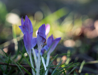 A crocus closeup at a sunny day in spring 2021, negative space