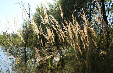 green plants grass in summer on the shore of a pond in the bush
