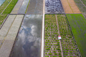 Agriculture fields in spring.the young rice plants are very, reflections of the sky in the water....