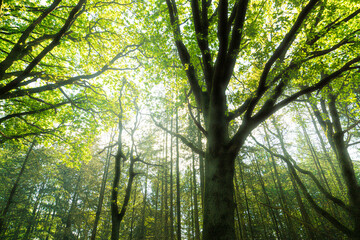 Sunshine in the forest - Golden Forest