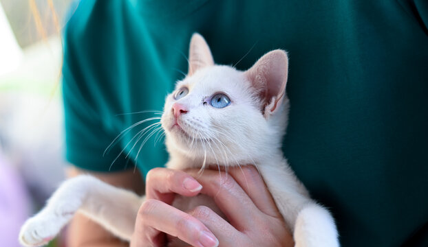 White Cat With Sparkling Eyes