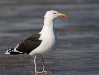 Great black-backed gull	
