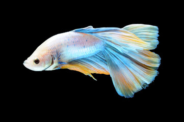 Betta fish, siamese fighting fish, betta splendens isolated on black background,
fish on black background, fish fighting, Multi color Siamese fighting fish,