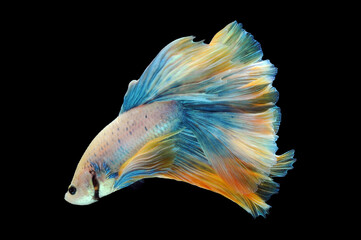 Betta fish, siamese fighting fish, betta splendens isolated on black background,
fish on black...