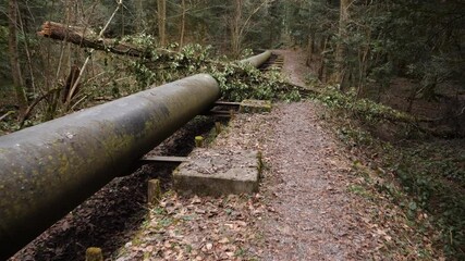 Old pipeline in a moody forest, fallen tree on it, forward dolly shot - Powered by Adobe