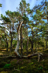 Mystischer Darßer Urwald, Nationalpark Vorpommersche Boddenlandschaft, Mecklenburg Vorpommern, Deutschland