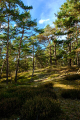 Mystischer Darßer Urwald, Nationalpark Vorpommersche Boddenlandschaft, Mecklenburg Vorpommern, Deutschland