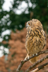 Eurasian Eagle Owl, Bubo bubo, a large species of Eagle Owl. Sit in a tree, red eyes staring at you. One of the largest species of owls