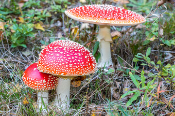 amanita muscaria fly mushroom