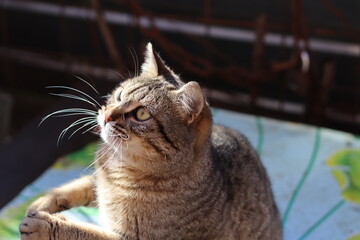 portrait of a cat