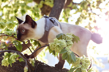 Mekong Bobtail cat sneaks up the tree. Adorable cat portrait stay on tree branch. Purebred shorthair cat without tail. - obrazy, fototapety, plakaty