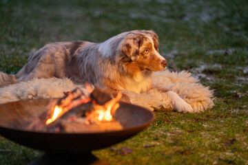 Portrait of an Australian Shepherd, by the campfire. Dog lies on fur coat at dusk