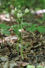 Weißes Waldvöglein, Cephalanthera damasonium, Bleiche Waldvöglein
